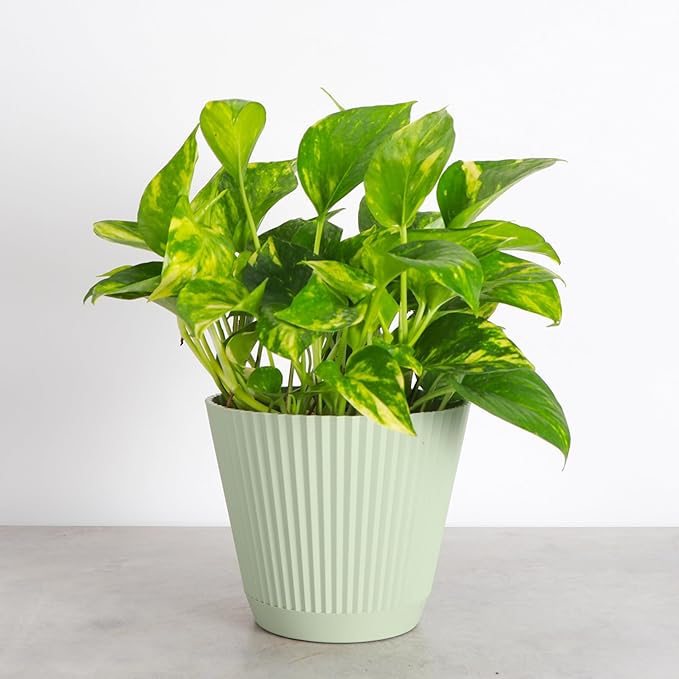 Thorsen's Greenhouse Golden Pothos, Live Indoor Vining Plant, Easy to Grow, Variegated Houseplant, Natural Air Purifier (Sage, 6-inch Pot)