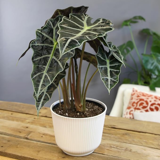 Altman Plants 'Polly' Alocasia Live Plant Decor in 6 Inch White Plastic Plant Pot, Elephant Ear Plant Gift & Desk Plant, Easy Plant & Indoor Plant, Air Purifying Plants in Indoor Potting Soil Mix
