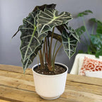 Altman Plants 'Polly' Alocasia Live Plant Decor in 6 Inch White Plastic Plant Pot, Elephant Ear Plant Gift & Desk Plant, Easy Plant & Indoor Plant, Air Purifying Plants in Indoor Potting Soil Mix