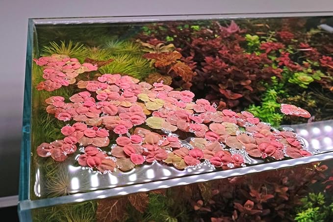 30+ Red Root Floater Plants Live, Aquarium Plants Live, Live Floating Plant for Aquarium, Aquatic Live Plants