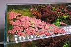 30+ Red Root Floater Plants Live, Aquarium Plants Live, Live Floating Plant for Aquarium, Aquatic Live Plants