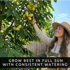 3 Pack Live Pawpaw Trees (Asimina triloba) – Hardy Native Fruit Trees, Tropical Flavor Fruit, Fast Growing Shade Trees for Outdoor Garden & Backyard