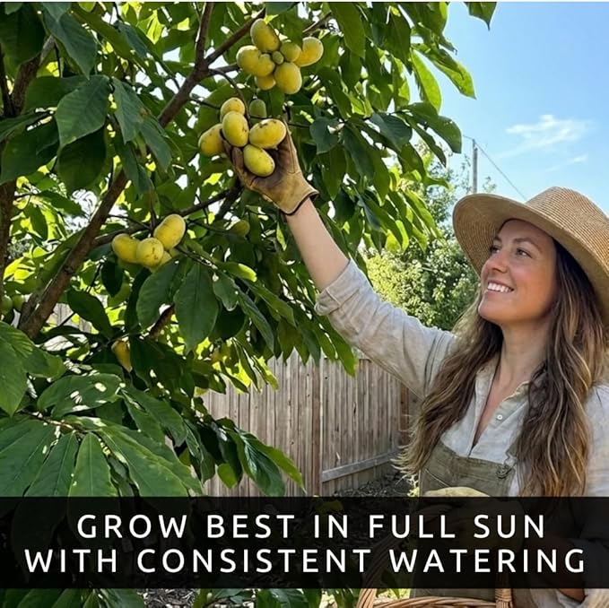 3 Pack Live Pawpaw Trees (Asimina triloba) – Hardy Native Fruit Trees, Tropical Flavor Fruit, Fast Growing Shade Trees for Outdoor Garden & Backyard