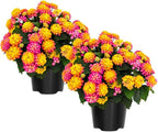 2 Random Lantana Plants Live Trees, Ready to Bloom, Hardy Long Blooming Seasons, Vibrant Colorful Perennial Fragrant, 5-10" in Tall, Full Sun Growing