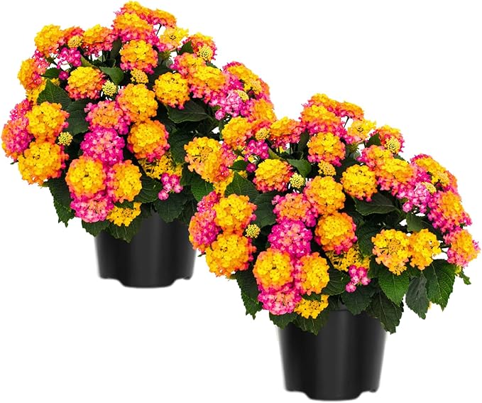 2 Random Lantana Plants Live Trees, Ready to Bloom, Hardy Long Blooming Seasons, Vibrant Colorful Perennial Fragrant, 5-10" in Tall, Full Sun Growing
