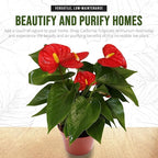 Anthurium Red 6 Inch Pot - Live House Plants Indoor,for Easy Care, Perfect for Office, Home & Flamingo Decor, Real Plant, Plant Gift, Flowering Plants, Sympathy Flowers Sold by California Tropicals