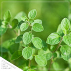 Live Aromatic and Edible Herb - Oregano (4 Per Pack), Loaded with Antioxidants, 8" Tall by 4" Wide in 1 Pint Pot