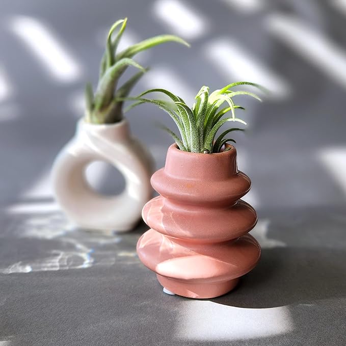 Live Air Plants with Decorative White & Pink Air Plant Holder Duo (2-Pack), Easy Plant Gift, Non-Toxic & Pet Friendly Plants, Air Plants Live Plants in Small Plant Pots, Home Decor by Plants for Pets