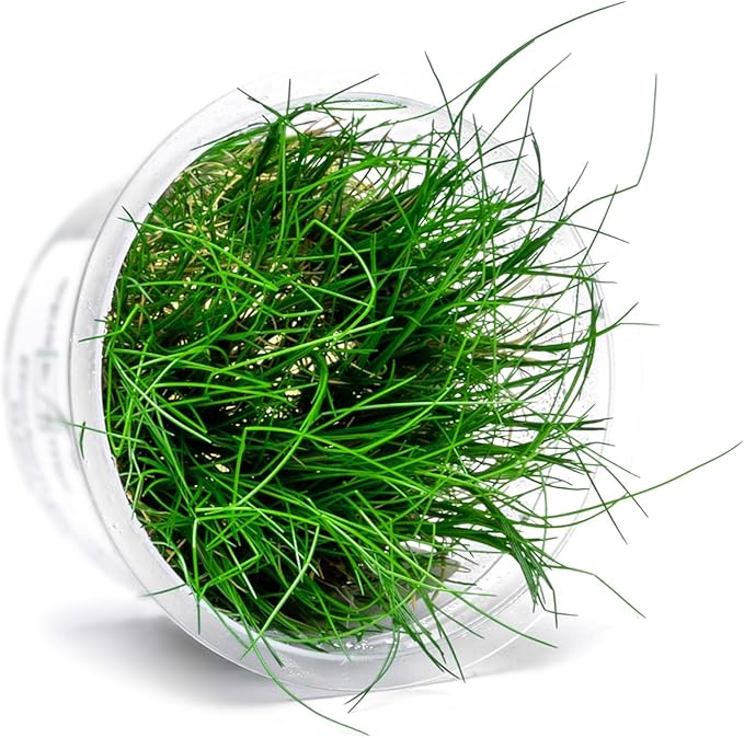SubstrateSource Live Plant - Hairgrass Eleocharis Pusilla Tissue Culture Aquatic Live Aquarium Plant - 100% Snail Free in Vitro Cup (Hairgrass)
