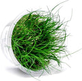 SubstrateSource Live Plant - Hairgrass Eleocharis Pusilla Tissue Culture Aquatic Live Aquarium Plant - 100% Snail Free in Vitro Cup (Hairgrass)