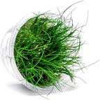 SubstrateSource Live Plant - Hairgrass Eleocharis Pusilla Tissue Culture Aquatic Live Aquarium Plant - 100% Snail Free in Vitro Cup (Hairgrass)
