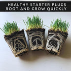3 Little Bluestem Grass Live Plant Plug– Native Ornamental Grass – Blue-Green Foliage with Red Fall Color – Drought Tolerant Perennial (Schizachyrium scoparium)