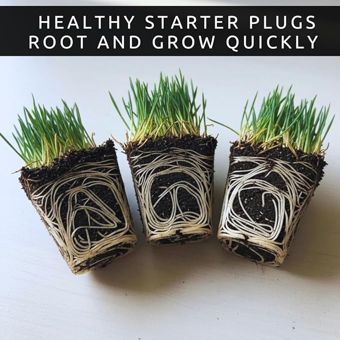3 Little Bluestem Grass Live Plant Plug– Native Ornamental Grass – Blue-Green Foliage with Red Fall Color – Drought Tolerant Perennial (Schizachyrium scoparium)