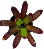 ragnaroc Live Plants – Bromeliad Neoregelia Kryptonite, 4-8" in 4" Pot - 1ct - Live Arrival Guaranteed - House Plants for Home Decor & Gift
