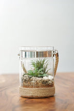Tillandsia Air Plants Live Indoor Plants (100 Pack), Air Plants Bulk Party Favors or Wedding Favors Live Plants, Air Plant Lover Gifts, DIY Terrarium Kit, Air Succulents Plants Live by Plants for Pets
