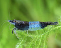 SF Aquatic™ 20 Blue Rili High Grade Neocaridina Live Freshwater Aquarium Shrimps. Fully Mature Breeding Age. Live Arrival Guarantee.