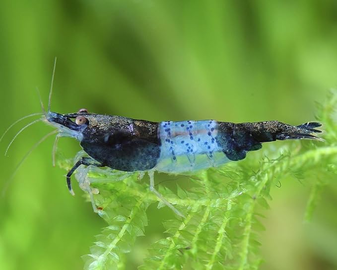 SF Aquatic™ 20 Blue Rili High Grade Neocaridina Live Freshwater Aquarium Shrimps. Fully Mature Breeding Age. Live Arrival Guarantee.