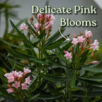 Oleander Bush - Petite Pink - Flowering Plant Live - Overall Height 26" to 30" - Tropical Plants of Florida (Plant Only)