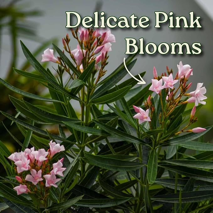 Oleander Bush - Petite Pink - Flowering Plant Live - Overall Height 26" to 30" - Tropical Plants of Florida (Plant Only)