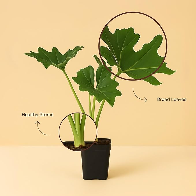 MyShelfie - Mini Philodendron Selloum Hope Starter Live Plant in 2-Inch Pot – Tropical Indoor Houseplant, Low Maintenance, Easy Care, Perfect for Home or Office Décor (3)