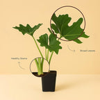 MyShelfie - Mini Philodendron Selloum Hope Starter Live Plant in 2-Inch Pot Tropical Indoor Houseplant, Low Maintenance, Easy Care, Perfect for Home or Office Decor