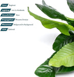 SubstrateSource Anubias Live Aquarium Plants - Potted Freshwater Plant for Fish Tanks, Terrariums - Beginner Friendly Low Light (Barteri, Mother Plant)