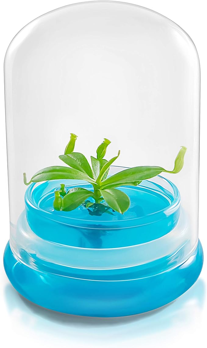 Bloomify Pitcher Plant – Live Nepenthes Tobaica – Zero Care Carnivore Plants Terrarium - Self-Sustaining Pitcher Plant Ecosystem – Great Gift for Birthdays, Christmas, Anniversaries