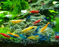 The Seam Oasis 20+ Mixed Color Cull Neocaridina Shrimp Live – Freshwater Aquarium Cleaner Shrimp for Beginners