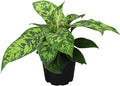 Variegated Camouflage Homalomena Plant (Approx. 14" Tall) in 6" Pot, Air Purifying Houseplant, Easy Care for Beginners, Rare Houseplants for Home or Office by Plants for Pets