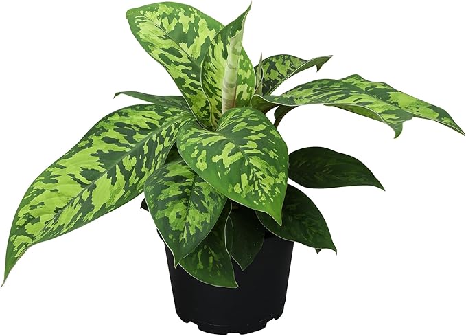 Variegated Camouflage Homalomena Plant (Approx. 14" Tall) in 6" Pot, Air Purifying Houseplant, Easy Care for Beginners, Rare Houseplants for Home or Office by Plants for Pets
