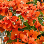 2 Bougainvillea Live Plants, Tropical Bougainvillea Flowering Vine, Fast Growing Outdoor and Container Plant, 4-8'' Tall (Deep Orange Blooms)