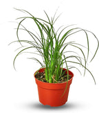 Palm Ponytail Live Plant for Indoor | Different Houseplants in 4'' & 6'' Pot | Real House Plant for Living Room, Office, Desk & Bathroom | Beaucarnea recurvata | Ponytail Palm