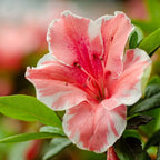 Encore Azalea 1 Gal. Autumn Sunburst Azalea Shrub