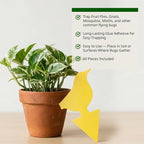 Kate's Home & Garden 60 Count Fruit Fly Traps for Indoors and House. Yellow Sticky Trap for Gnats, Mosquitos, Plants, Ants