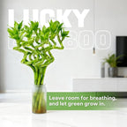 Fresh Lucky Bamboo 10 Stalks 8 Inch Spiral Style Live Plant - for Home Office Decor, Feng Shui & Good Fortune - Container Not Included