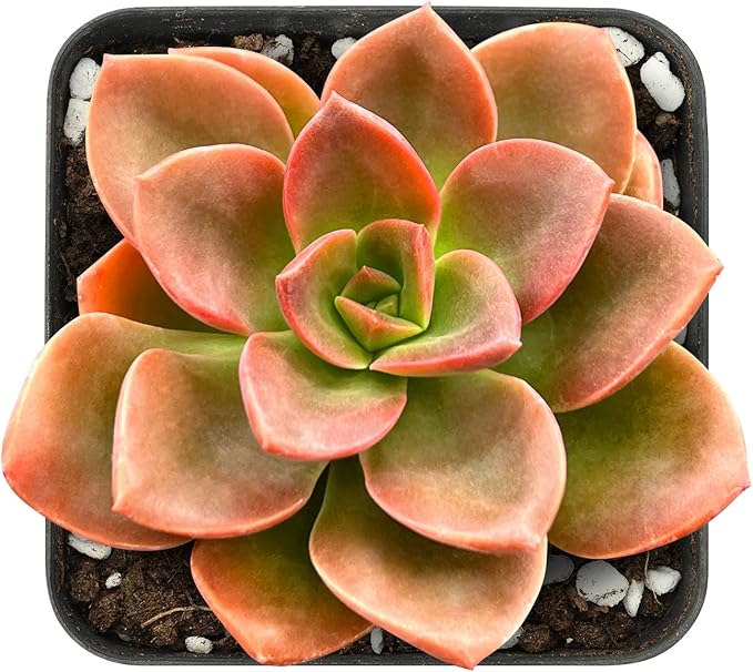 Sprout N Green Colorful Succulents Collection, 3 Live Succulent Plant Fully Rooted in 2 inch Starter Pot, Home Office Indoor Outdoor Wedding Decoration DIY Projects Party Favor