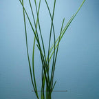 Water Onion Dwarf (Zephyranthes Candida) – Live Bare Root Aquatic Pond Plant – Hardy White Flowering Marginal – 1, 3 or 5 Pack – Grown in USA by CANTON AQUATICS (3)