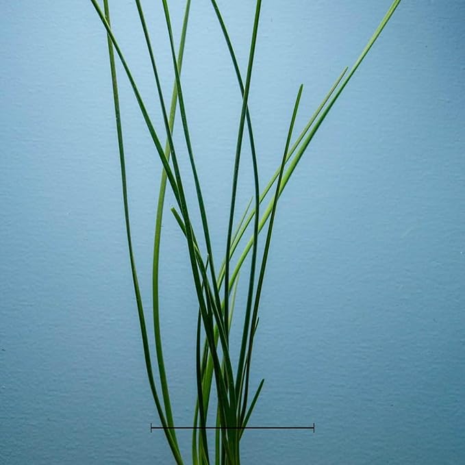 Water Onion Dwarf (Zephyranthes Candida) – Live Bare Root Aquatic Pond Plant – Hardy White Flowering Marginal – 1, 3 or 5 Pack – Grown in USA by CANTON AQUATICS (3)