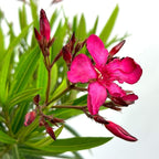 Hardy Red Oleander – 3 gal - Red Flowers on a Large Evergreen Shrub with a Tropical Appeal – Zones 8-10 - Nerium Oleander - 3 Gallon Pot