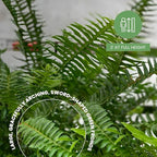 American Plant Exchange Kimberly Queen Fern – 10-Inch Pot – Live Air Purifying Upright Fern, Easy Care Houseplant for Indoor Planters, Outdoor Baskets, or Patio Decor
