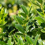 Oak Leaf Holly 1-2ft