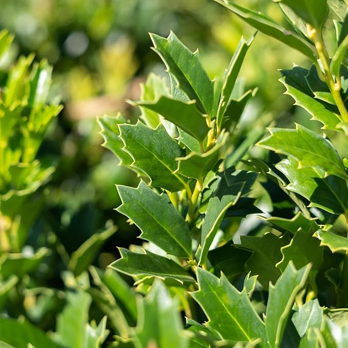 Oak Leaf Holly 1-2ft
