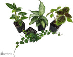 18x18x24 Day Gecko Vivarium Plant Kit