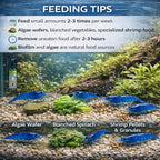 10+ Live Blue Dream Neocaridina Shrimp - Premium Freshwater Aquarium Invertebrates for Planted Tanks, Breeding Stock with Live Arrival Guarantee