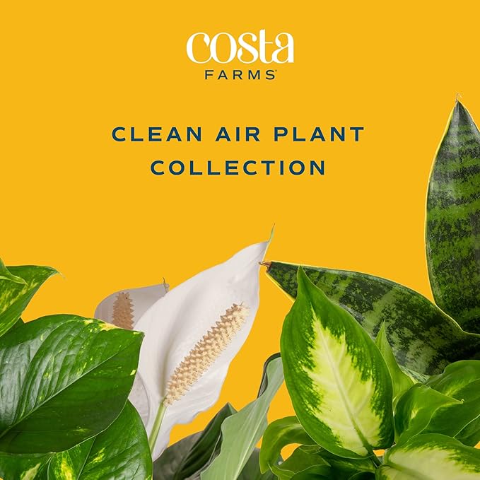 Altman Plants Live Houseplants (12PK), Indoor Plants for Delivery Prime & Costa Farms Live House Plants (6 Pack), Easy Grow Houseplants, Potted in Indoor Garden Plant Pots