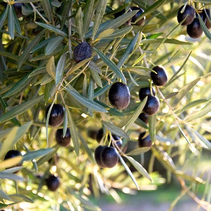 Arbequina Olive 3-4'