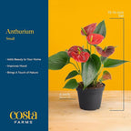 Costa Farms Anthurium, Flamingo Flower Live Plant in Decorative Pot, Air Purifying Flowering Indoor Houseplant, Home, Room, or Office Decor, House Warming or Birthday Gift, 10-14 Inches Tall