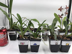 4 Live Orchid Plants to Choose (Cattleya, Oncidium, Vanda, Dendrobium, Phalaenopsis) (Vandas + Heat Pack)