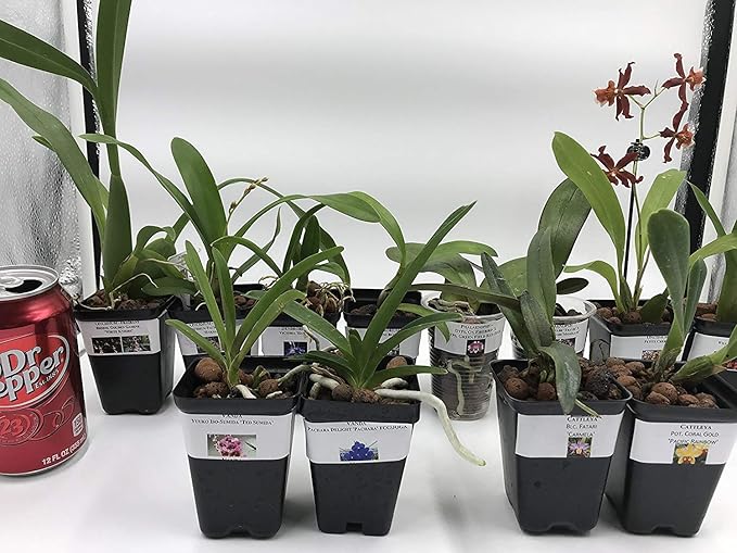 4 Live Orchid Plants to Choose (Cattleya, Oncidium, Vanda, Dendrobium, Phalaenopsis) (Vandas + Heat Pack)