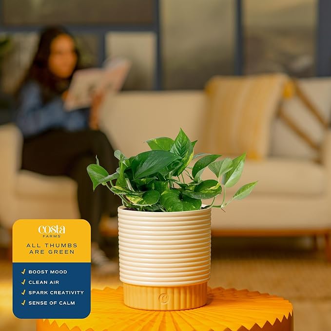 Costa Farms Golden Pothos Live Plant in Decorative Pot, Easy to Maintain, Air Purifying Indoor Houseplant, Home, Room, or Office Decor, Great House Warming or Birthday Gift, 12-14 Inches